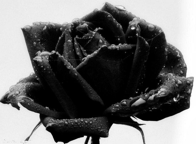 Pożegnanie emertowanej nauczycielki biologii - pani Barbary Hęsiak